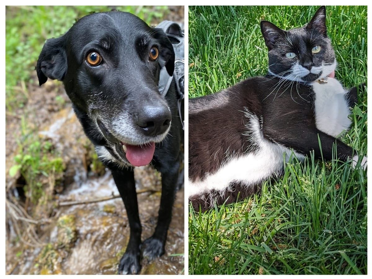 Matthew's dog and cat